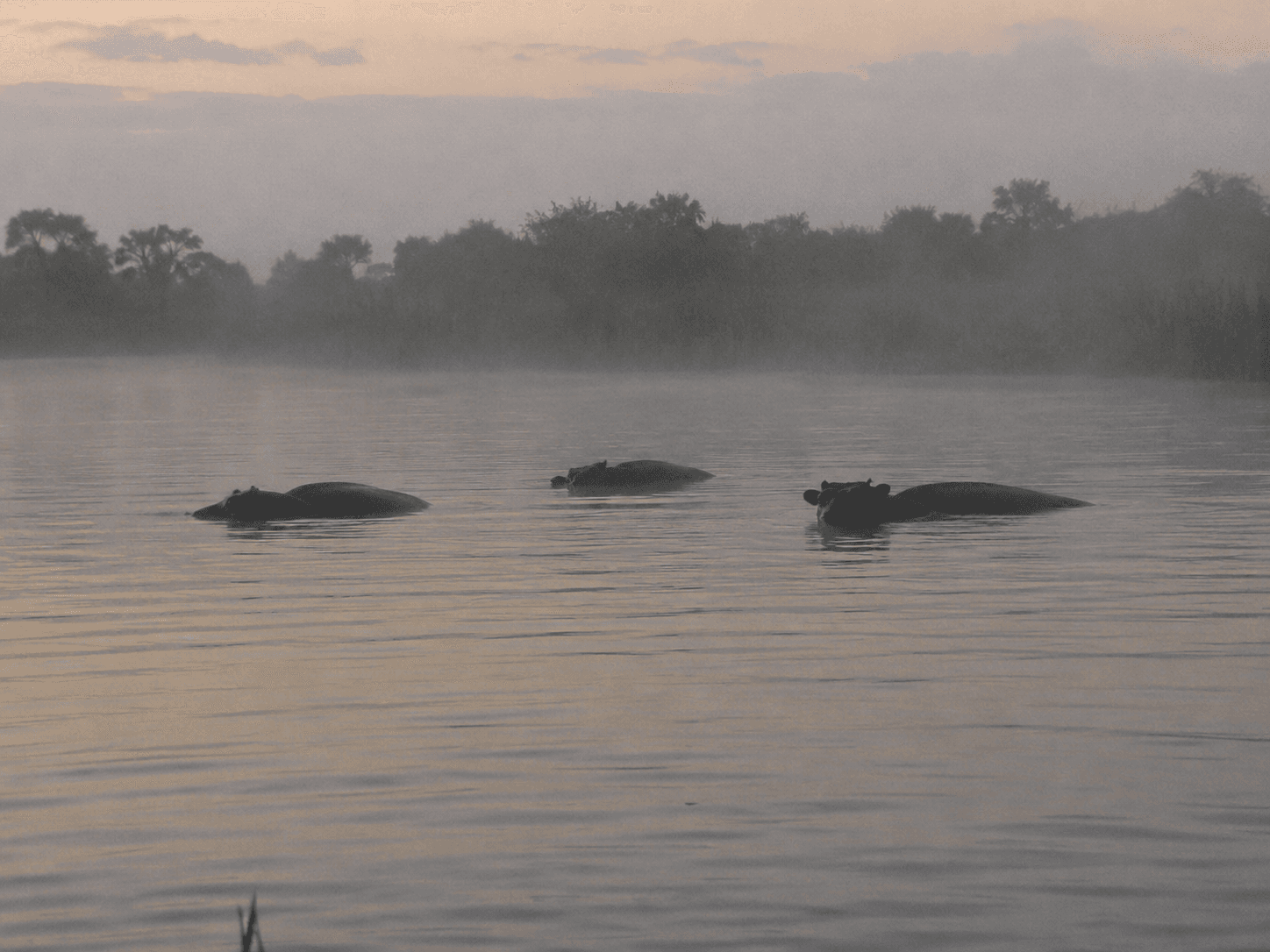 Three dark sea-cow subjects floating low in misty lake water at dawn.