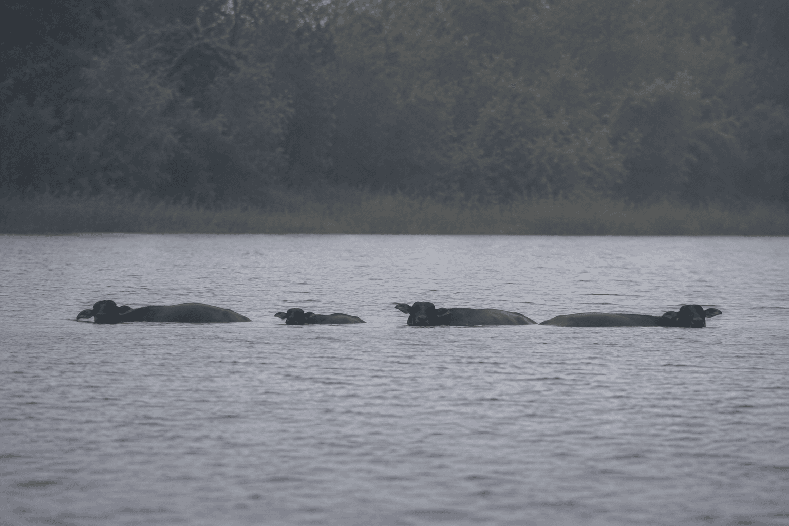 Four dark sea-cow subjects partially submerged in lake water near a distant reedline.
